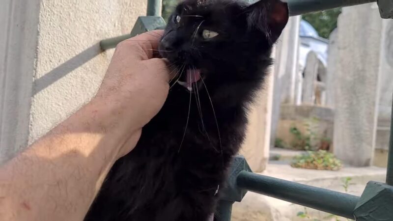 Black Cat Biting