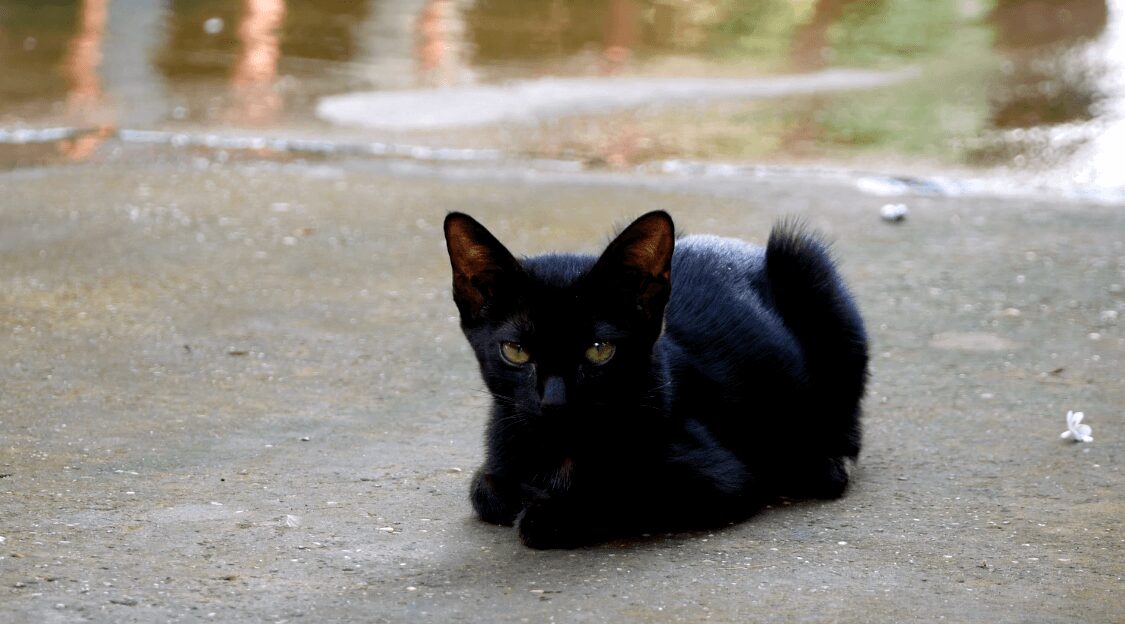 Black Cat - Symbol of Elegancy