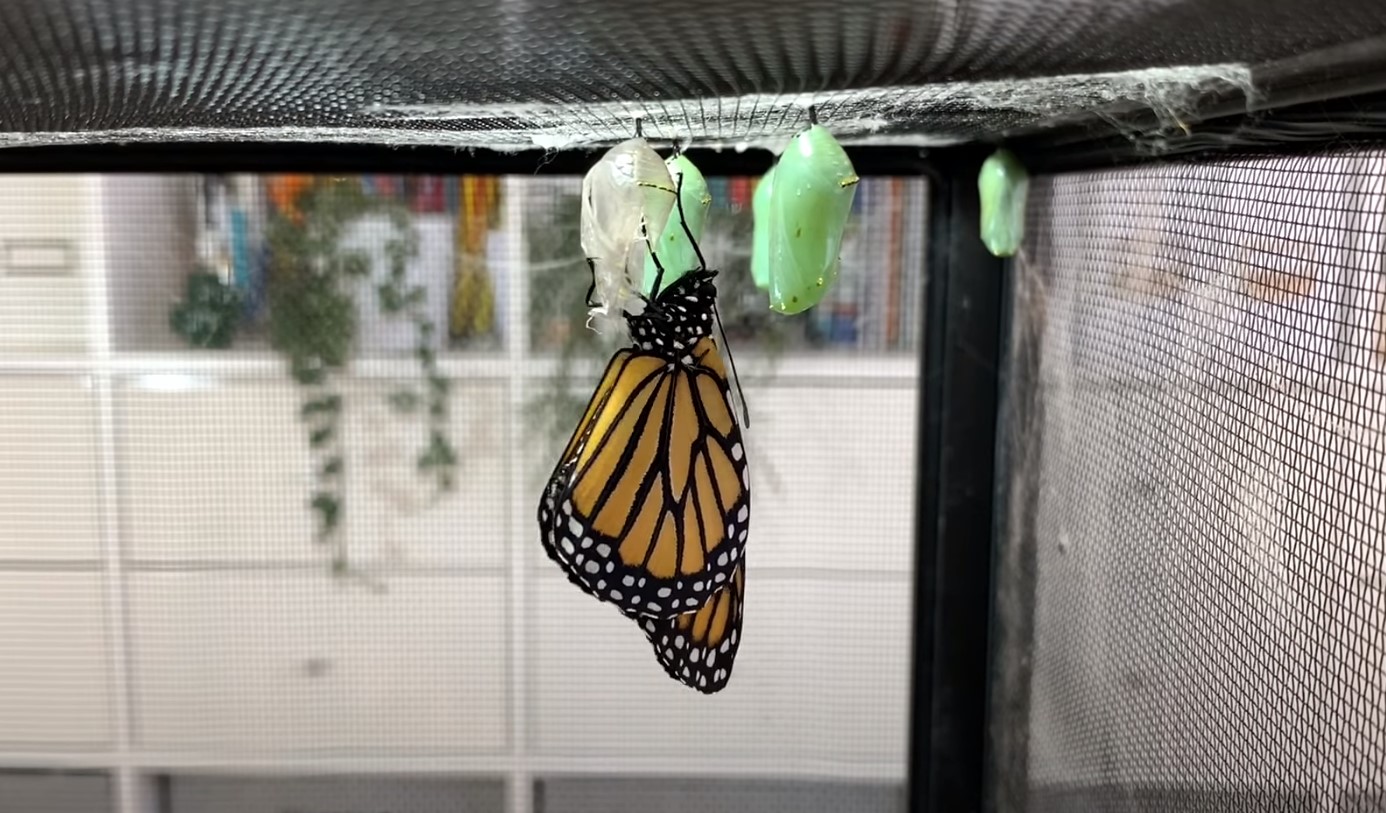 Butterflies at Home