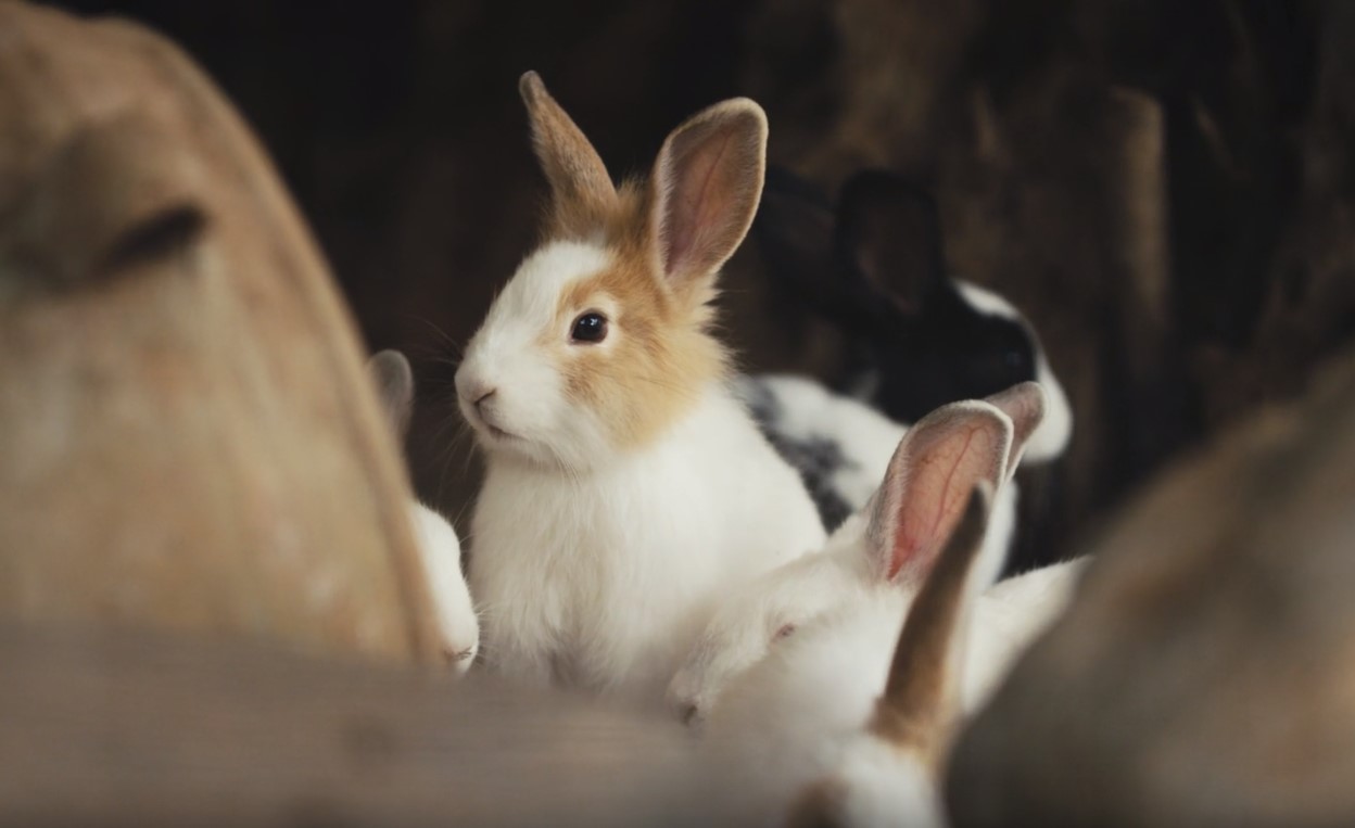 Dreaming of Rabbits: What Does it Mean? - Hopping into the Subconscious