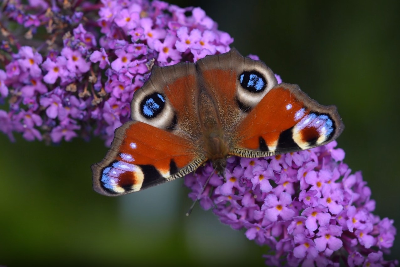 In Irish culture, butterflies in dreams