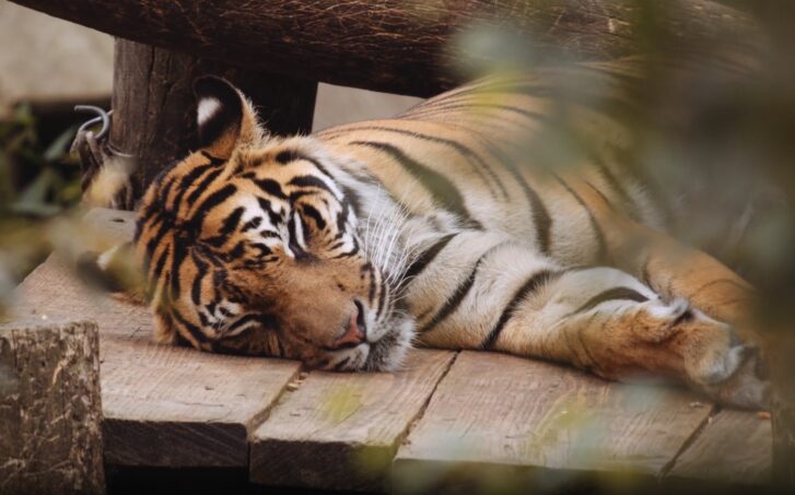 Tiger in Dream