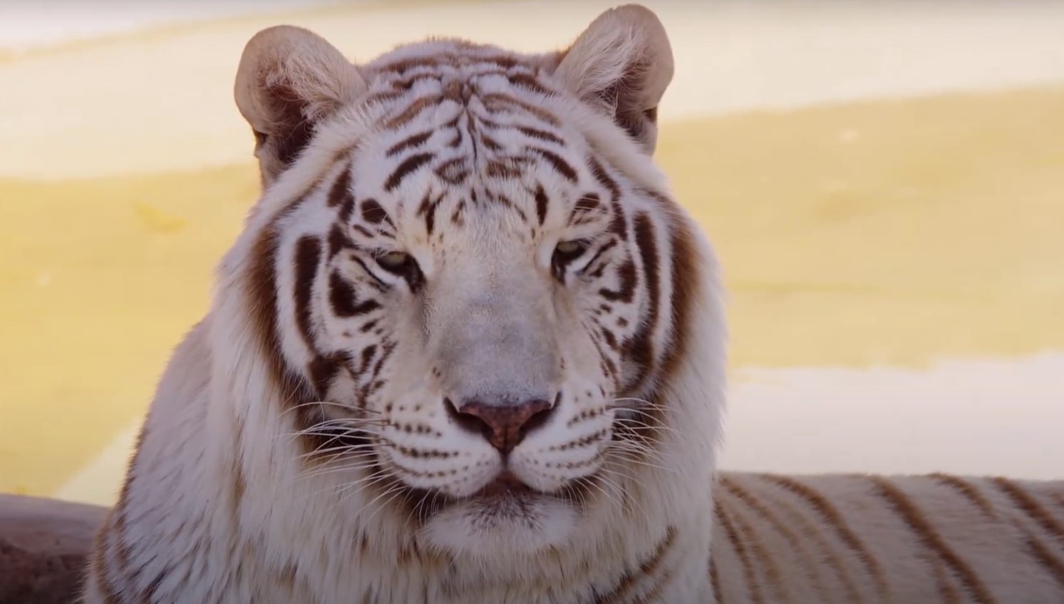 white tiger stands as a symbol of guardianship