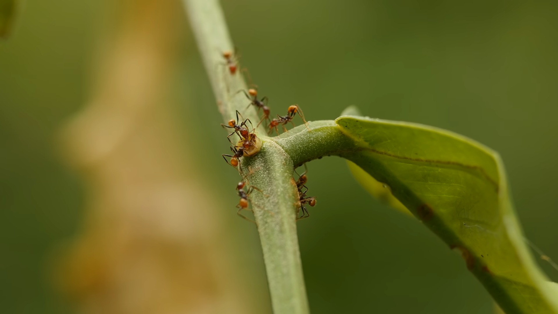 Ants on Grass