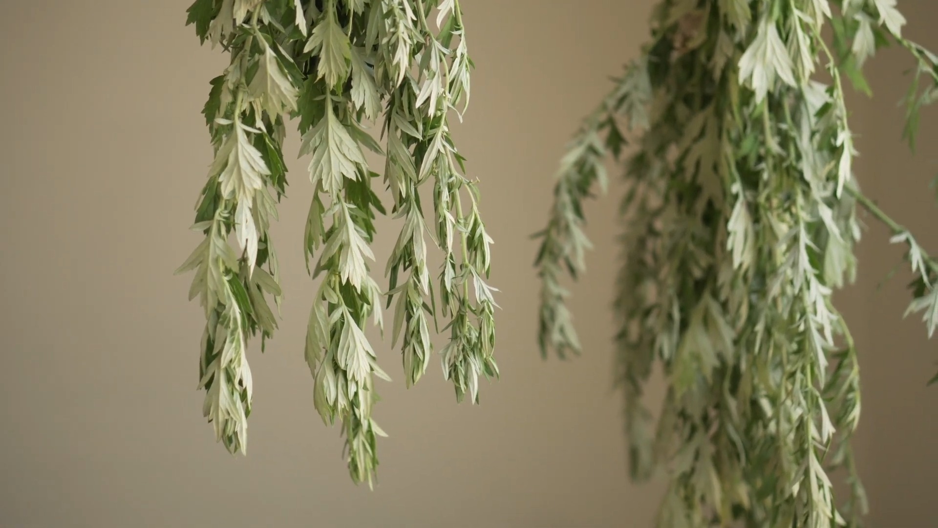 Mugwort - A Wild Edible, Medicinal, and Magical Herb