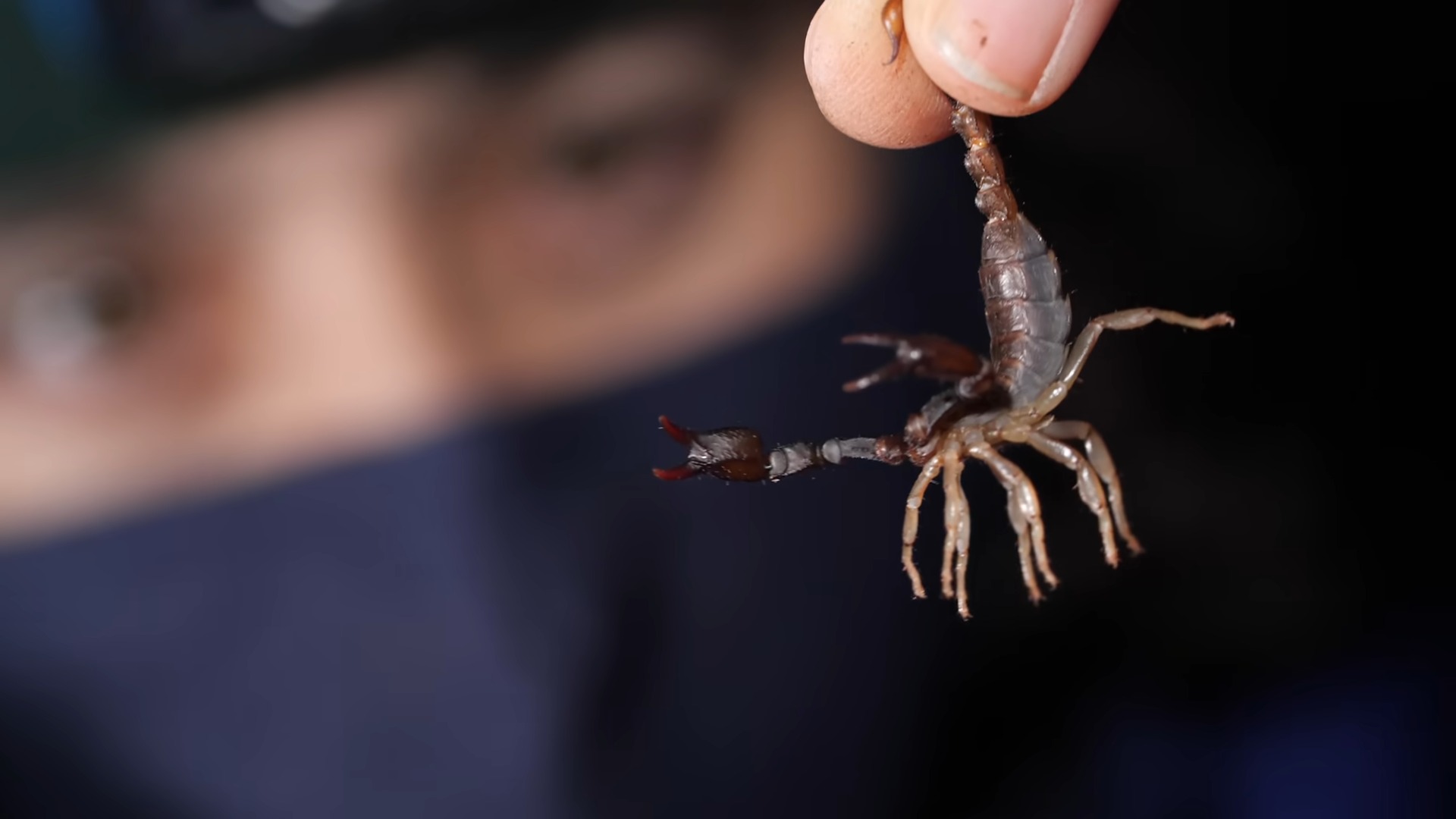 Person Holding Scorpion