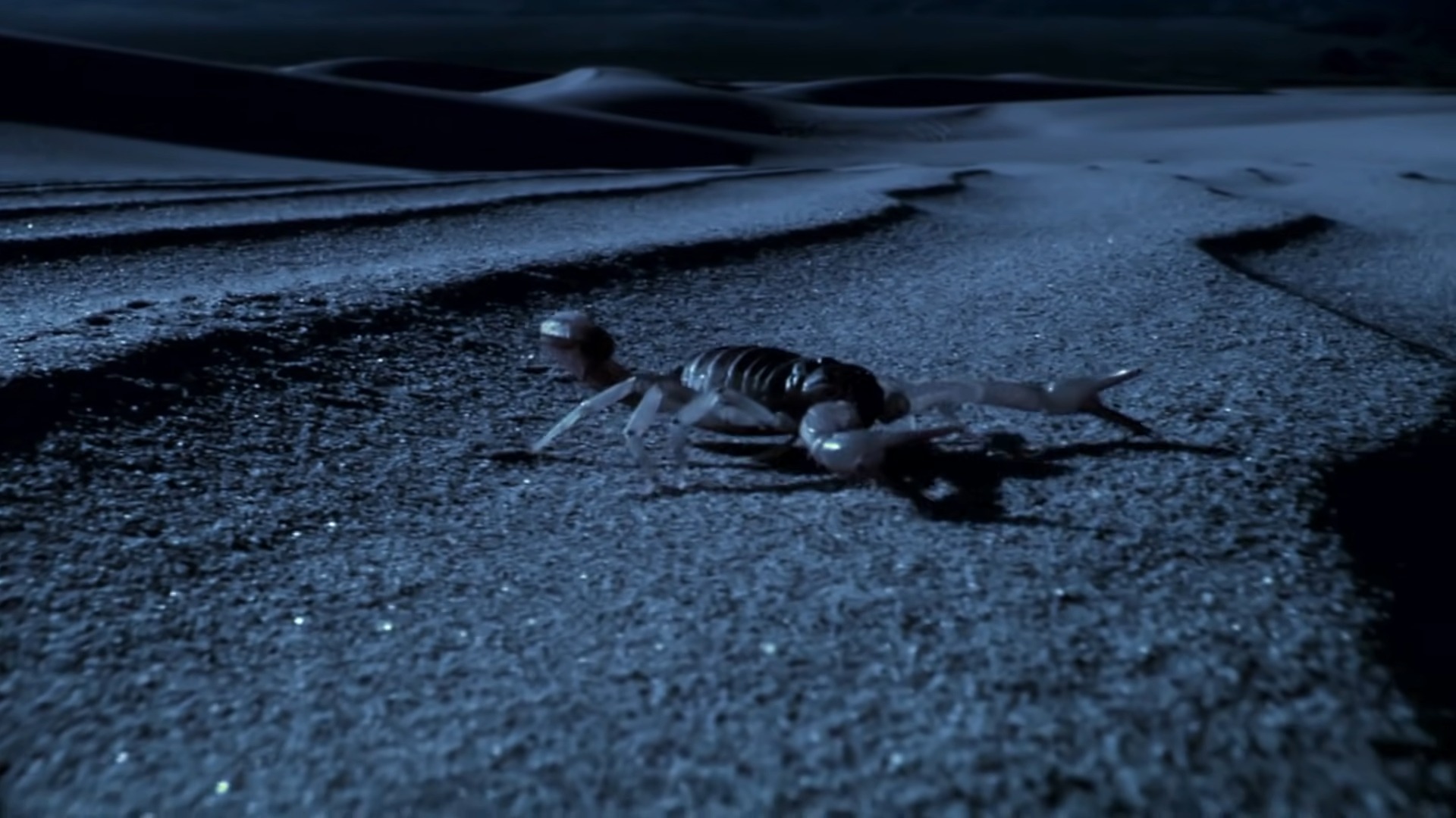 Scorpion Desert Night