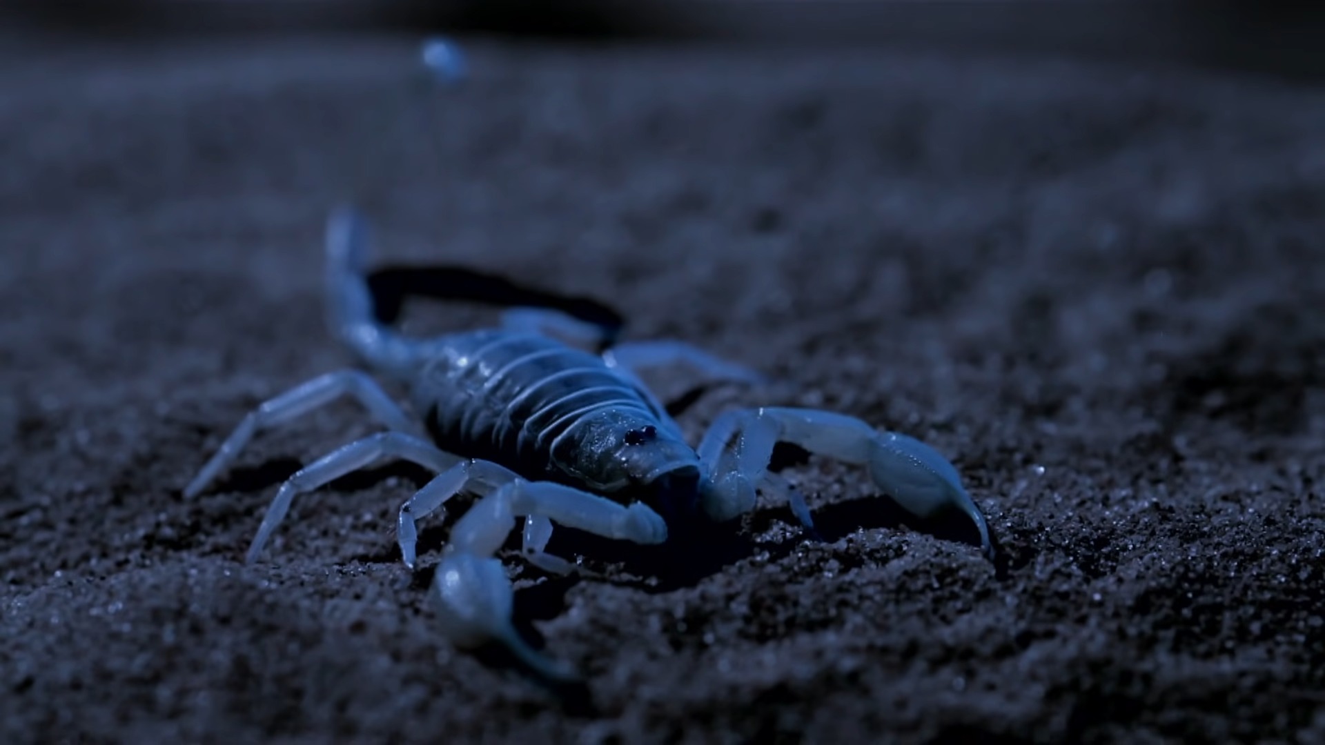 Scorpion on Sand