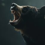 Black Bear Dream Meaning and Interpretation - understand your dreams