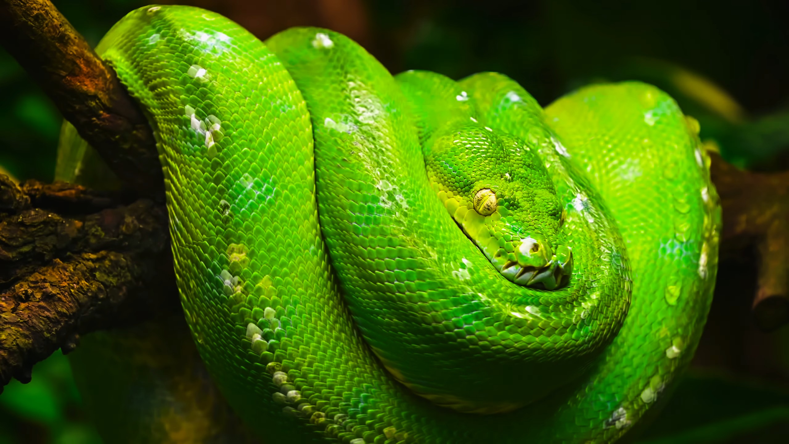 Symbolism of snake bites